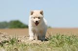 CHIEN FINNOIS DE LAPONIE 574